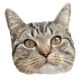 My cat Nala